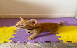 Domestic Shorthair cats for sale: 5 Kittens Looking For A Good Home - Image 22