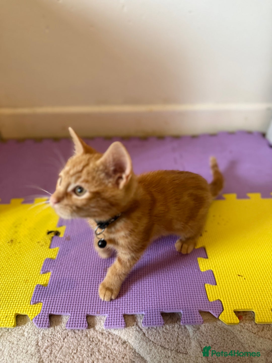Domestic Shorthair cats for sale: 5 Kittens Looking For A Good Home - Image 22
