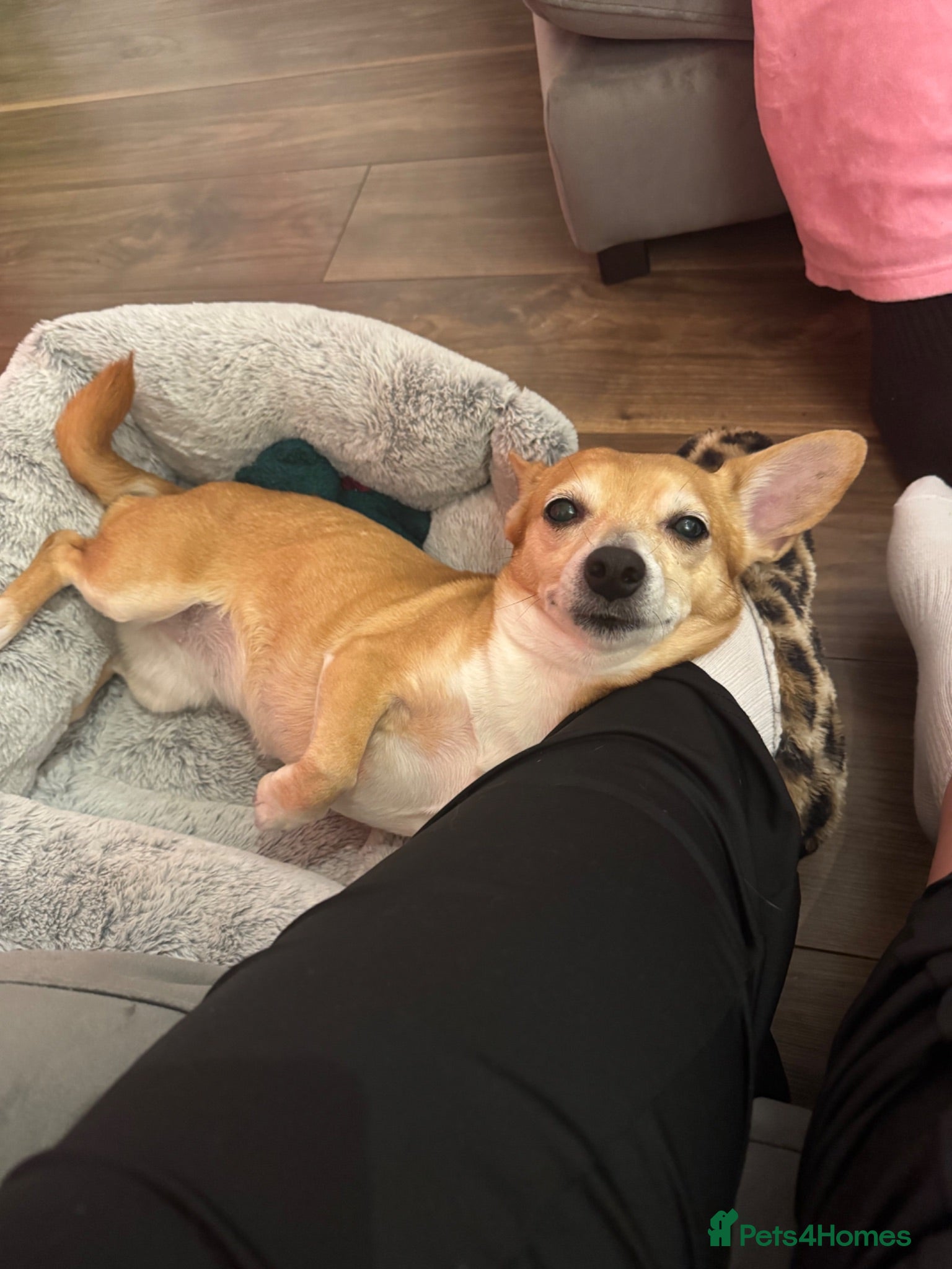 Jack Chi dogs Our sweet girl needs a loving home 💗 - Advert 1