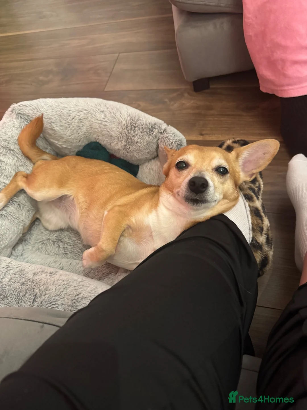 Jack Chi dogs for sale: Our sweet girl needs a loving home 💗 - Advert 1