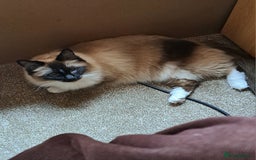 Ragdoll cats for sale: Ragdoll with Starter Kit - Image 3