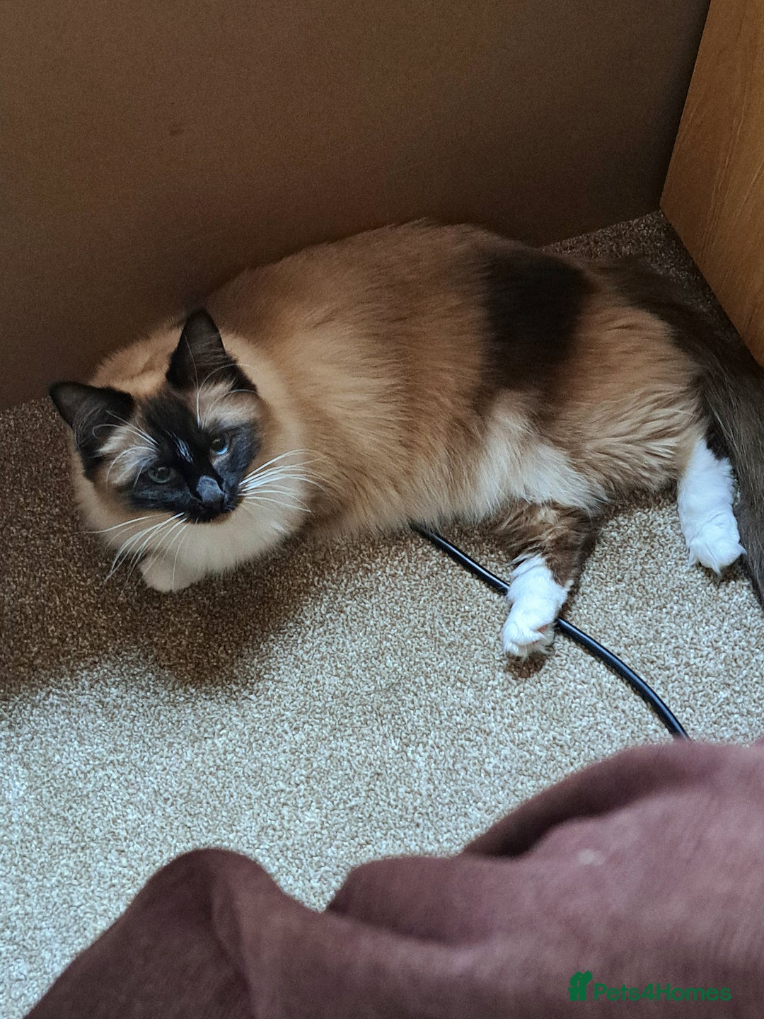 Ragdoll cats for sale: Ragdoll with Starter Kit - Image 3