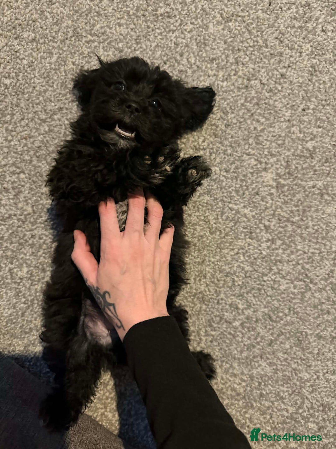 Zuchon dogs for sale: Shihzu x Bichion x Westie - Advert 6