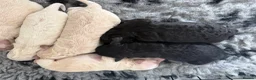 Poochon dogs for sale: Outstanding F1 health tested puppies - Advert 5