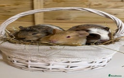 Guinea Pig rodents for sale: 3 baby guinea pigs  - Image 1