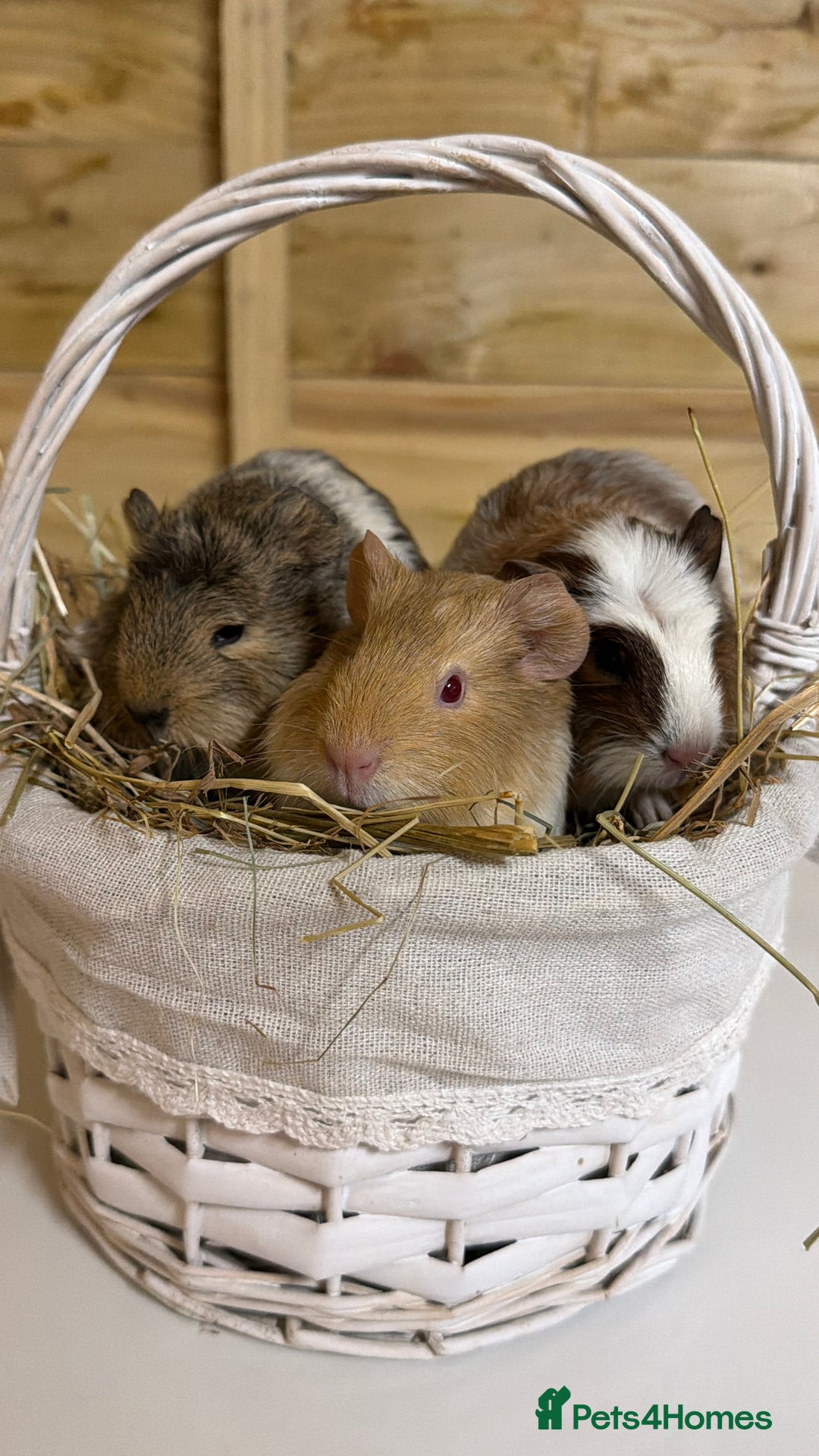 Guinea Pig rodents for sale: 3 baby guinea pigs  - Image 1
