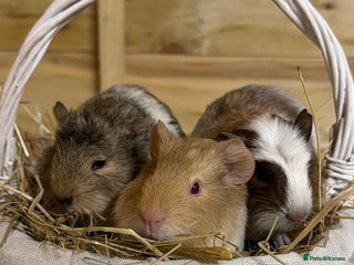 Guinea Pig rodents - Advert 10