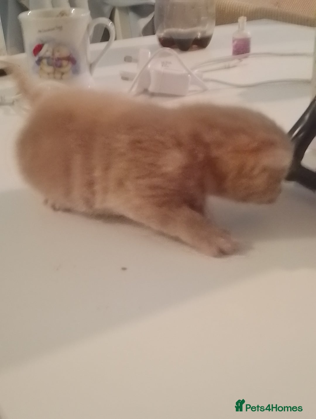 Turkish Angora cats for sale: Turkish angora kittens  - Advert 8