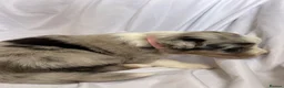 Australian Shepherd dogs for sale: Australia shepherd kc puppies 4 girls  - Advert 35