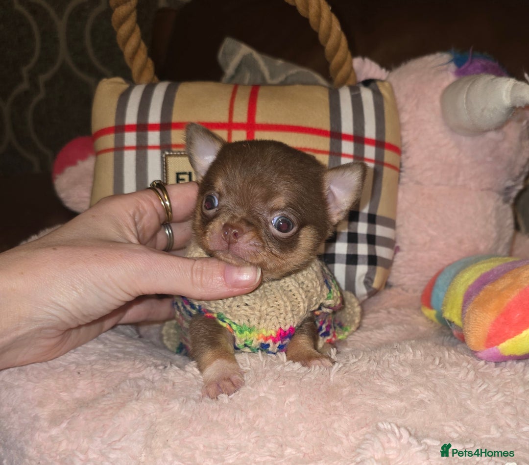 Chihuahua dogs for sale: XxQuality Chihuahua Chocolate Thai breeding pupsXx - Advert 8