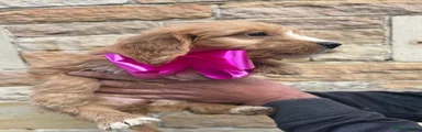 Cockapoo 8