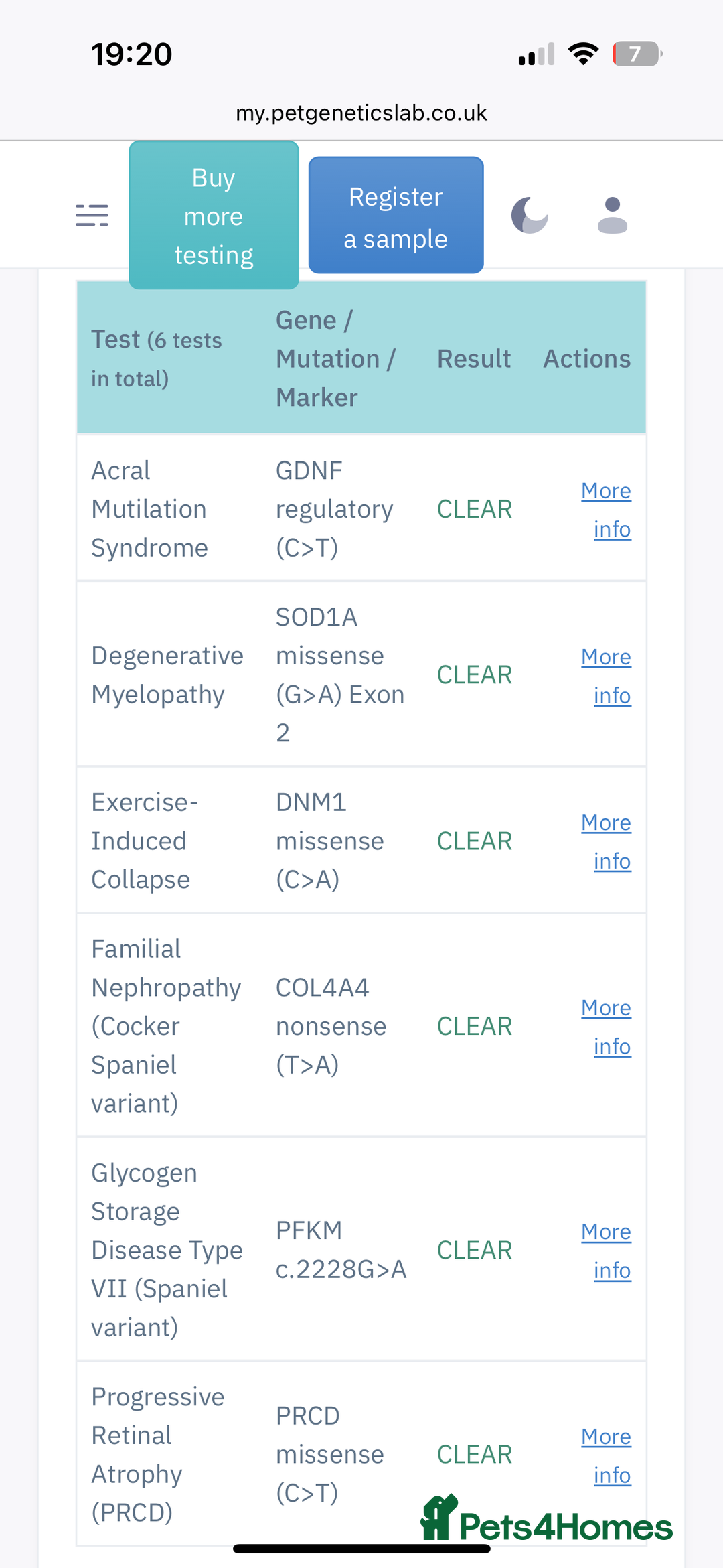 Cocker Spaniel dogs for stud: Proven male cocker spaniel  - Advert 13