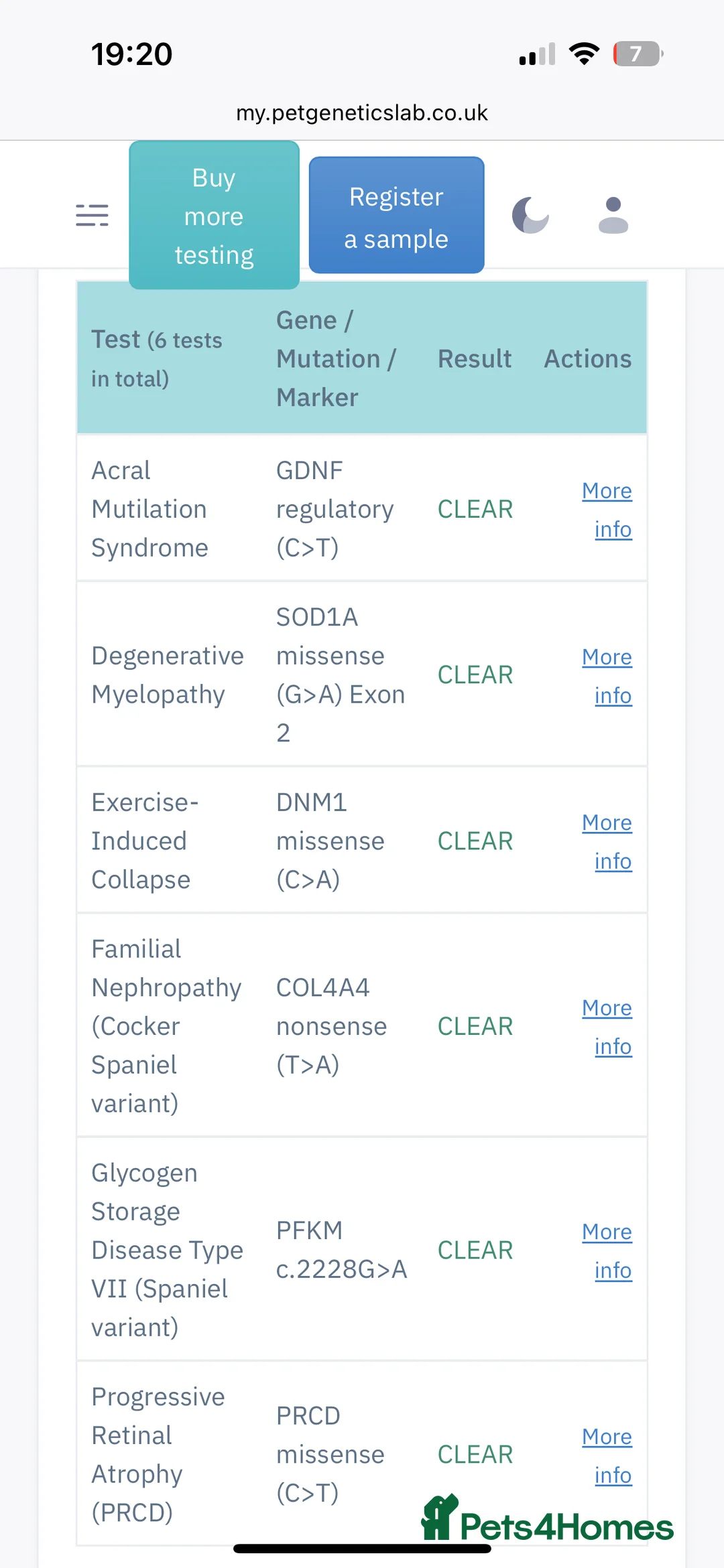 Cocker Spaniel dogs for stud: Proven male cocker spaniel  - Advert 13