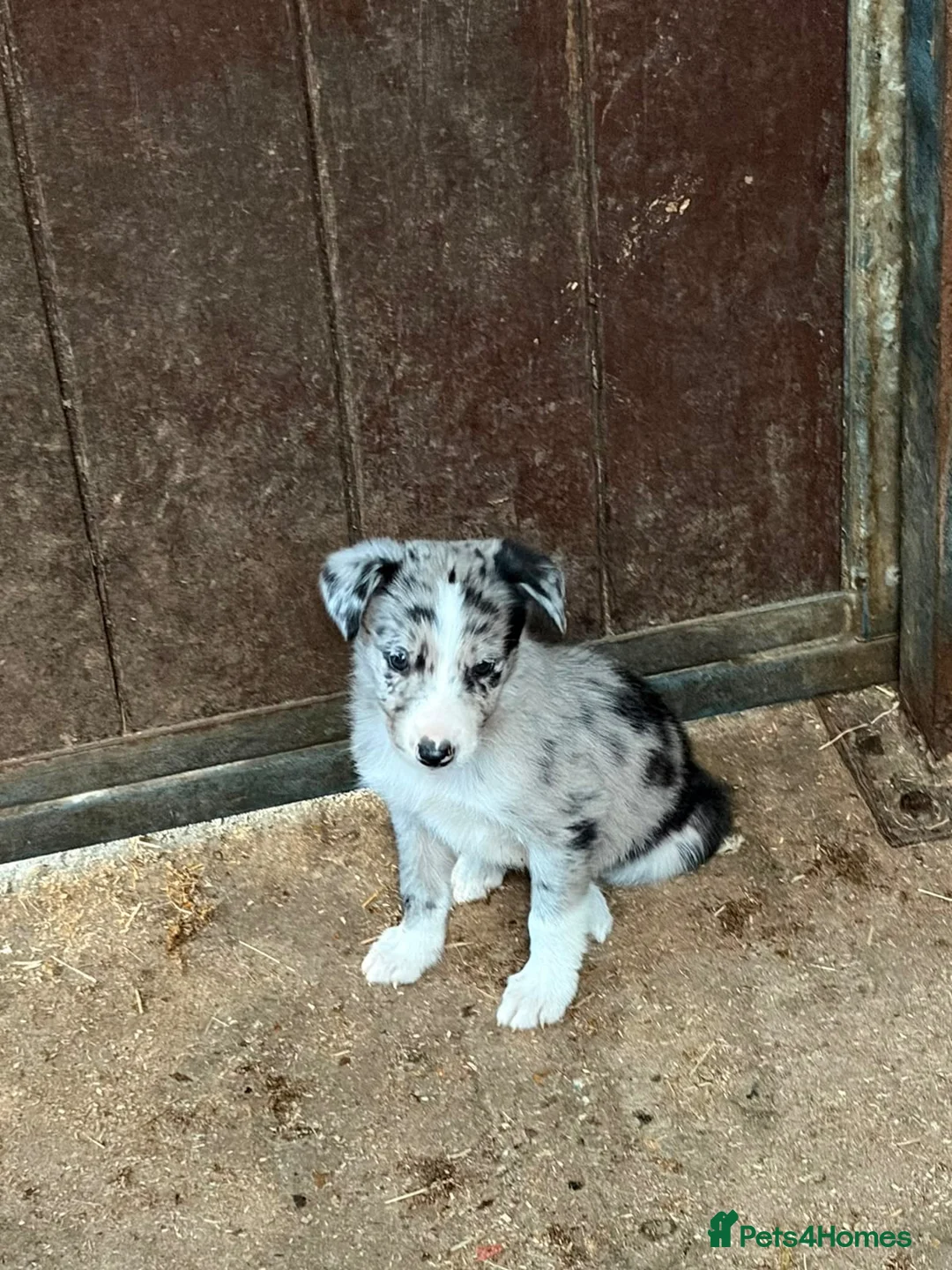 Border Collie dogs for sale: Beautiful Collies puppies   - Advert 5