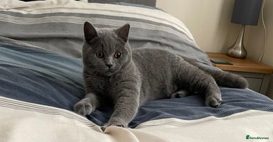 British Shorthair cats - Advert 7