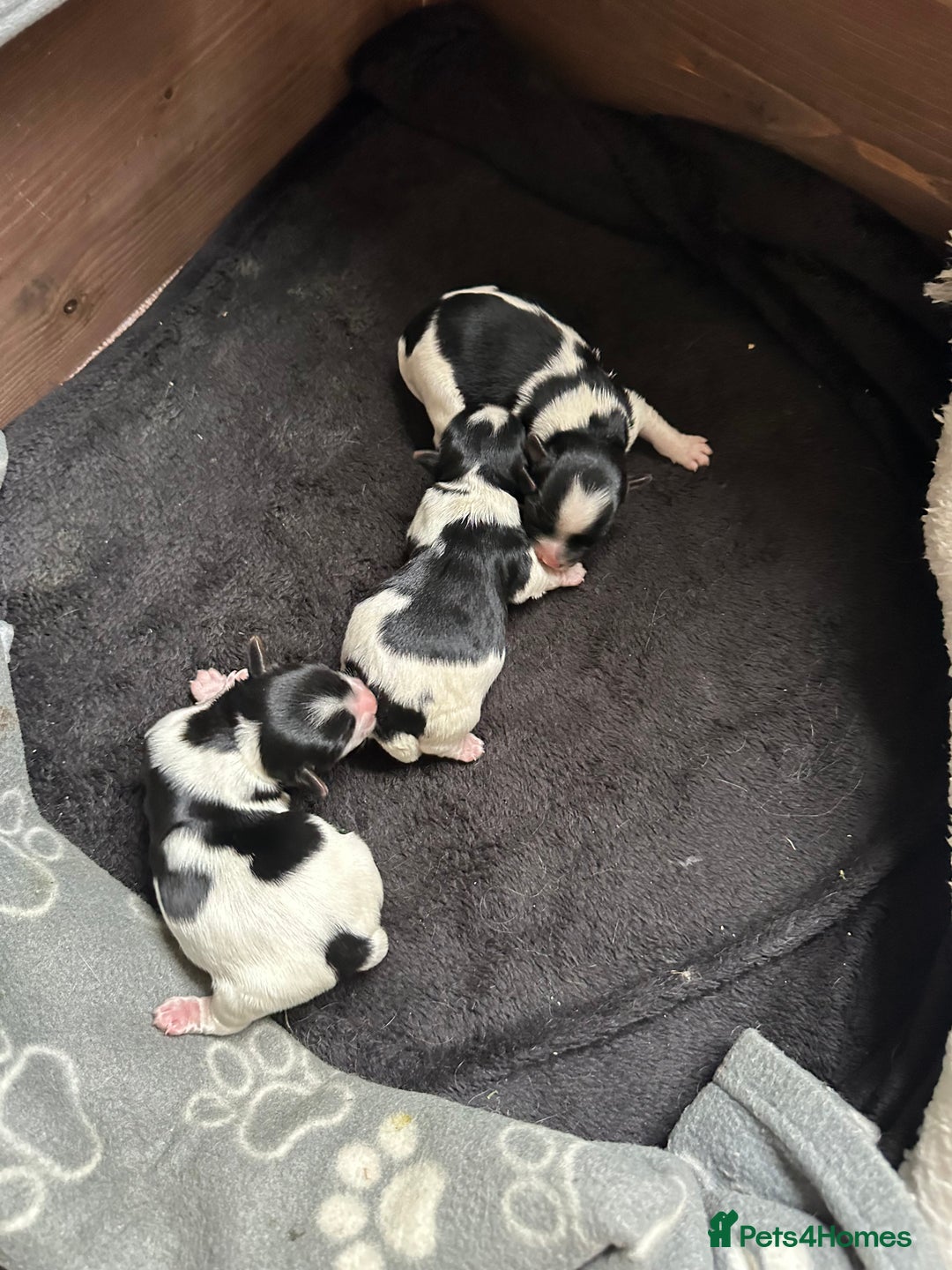 Biewer Terrier dogs for sale: Biewer Terrier Puppies - Advert 9