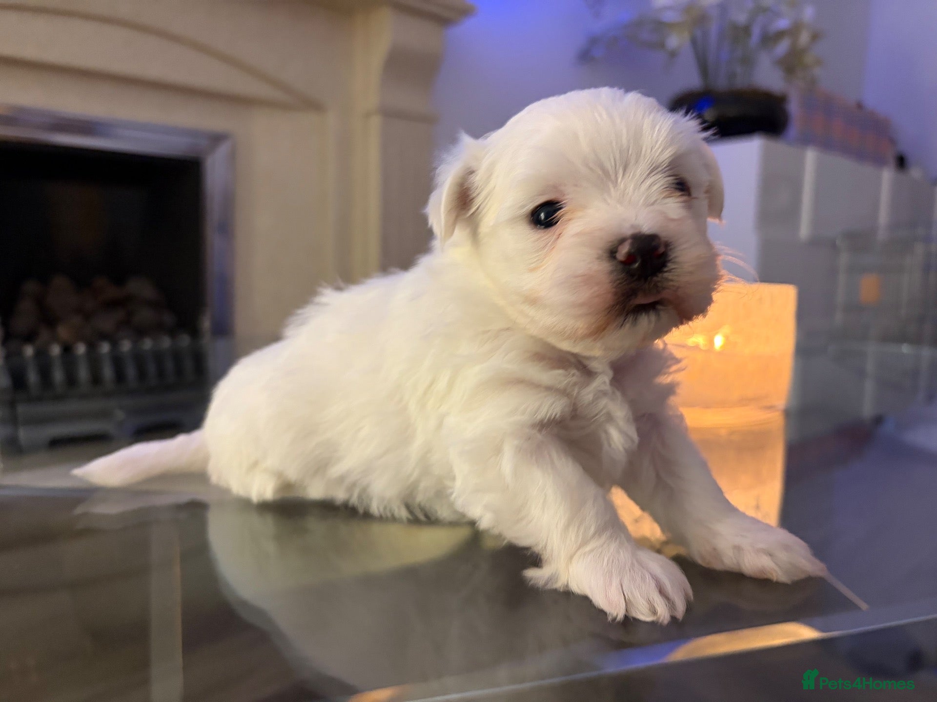 Maltese dogs ONE FEMALE LEFT ADORABLE TOY MALTESE PUPPPIES - Advert 3