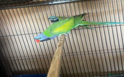 Parakeets birds for sale: Lord Derbyan Parrot for sale.👍QUICK SALE 👍 - Image 8