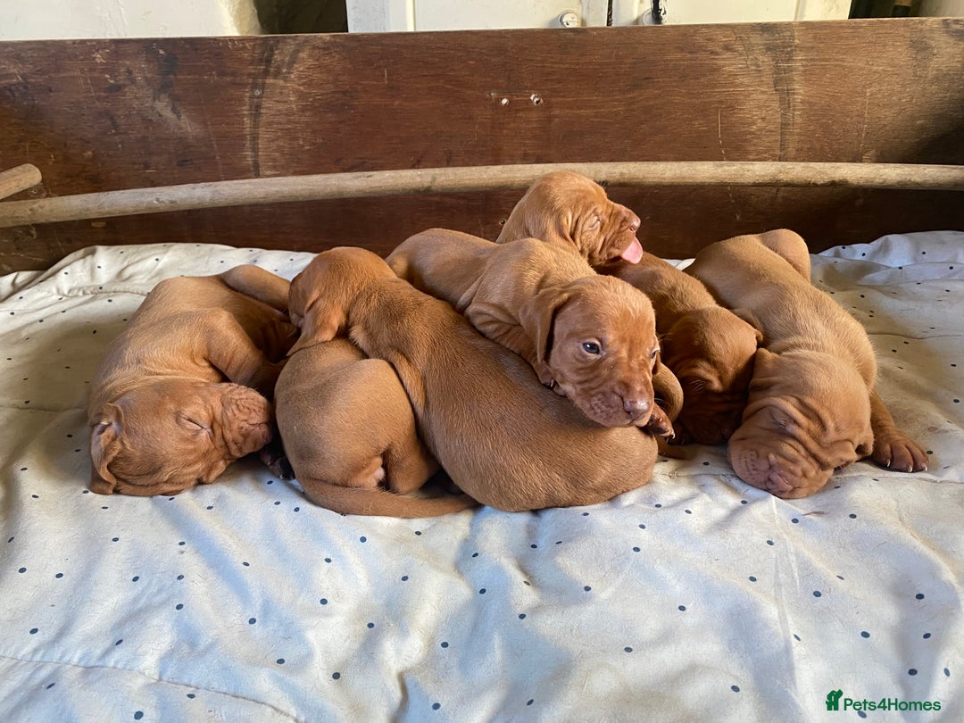 Hungarian Vizsla dogs for sale: Hungarian Vizsla puppies - Image 7