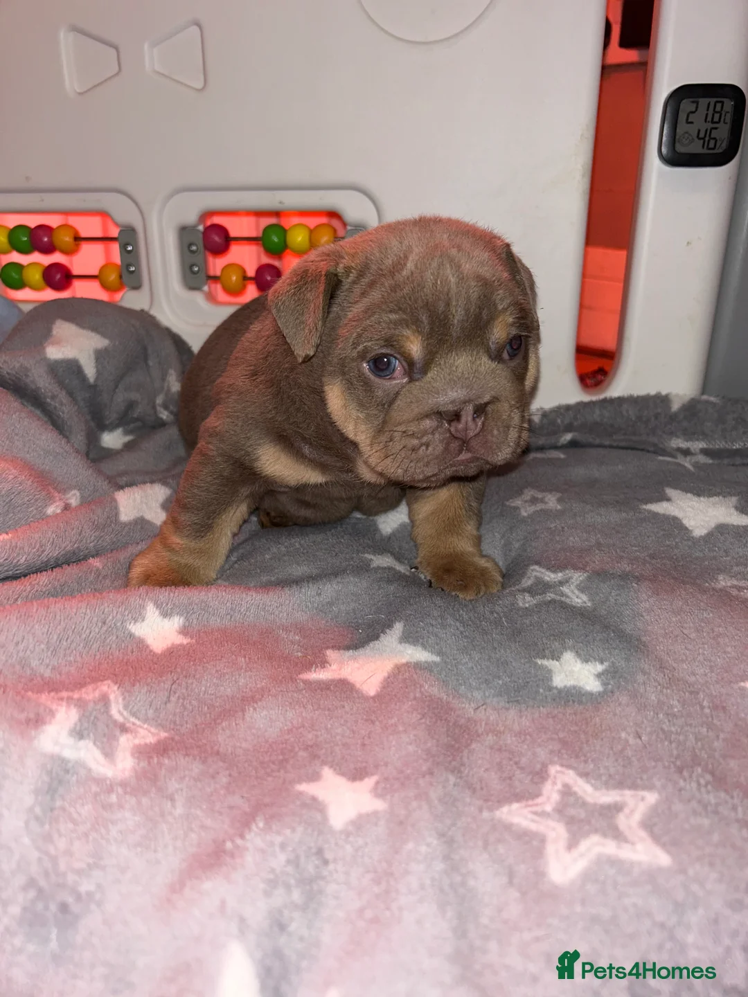 English Bulldog dogs for sale: KOBE X DARLA 5x SMALL COMPACT UNREAL🔥 - Advert 31