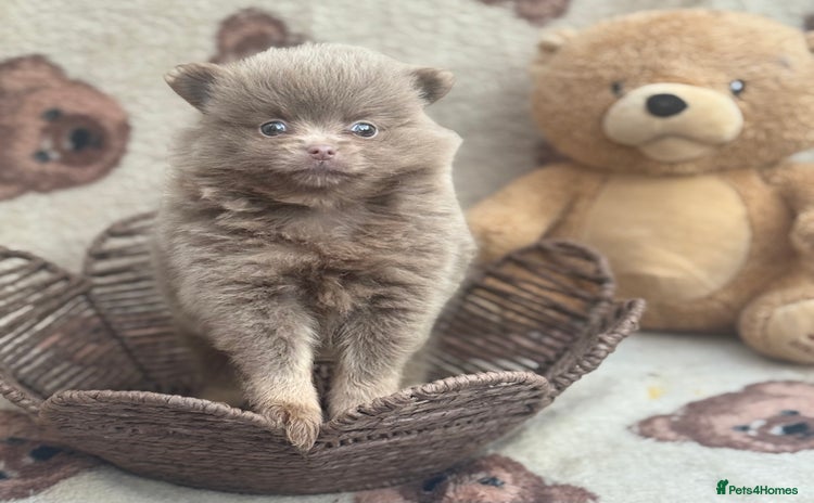 Pomeranian dogs - Advert 2