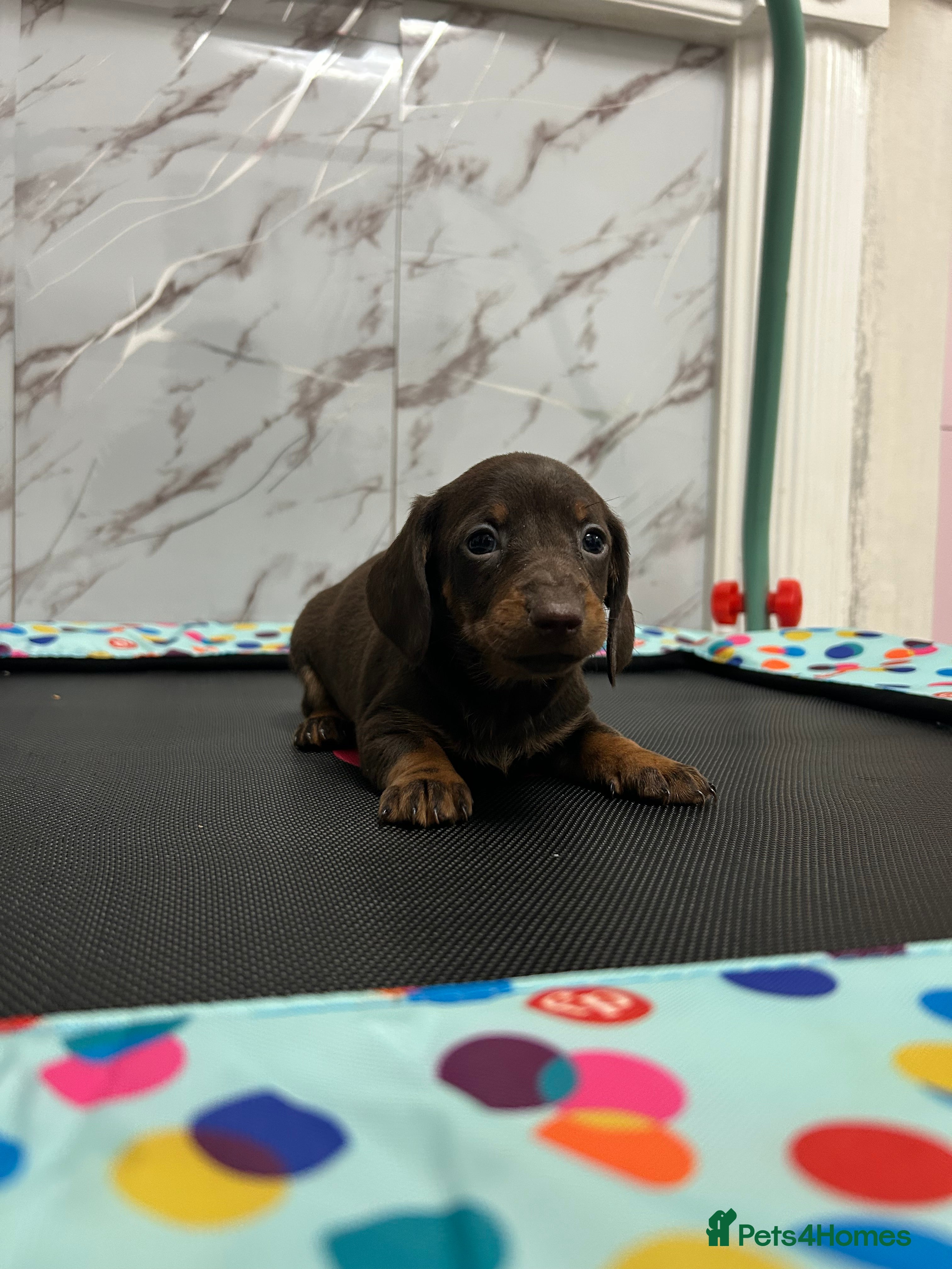 Miniature Dachshund dogs ❤️❤️Miniature Dachshunds❤️❤️ - Advert 3