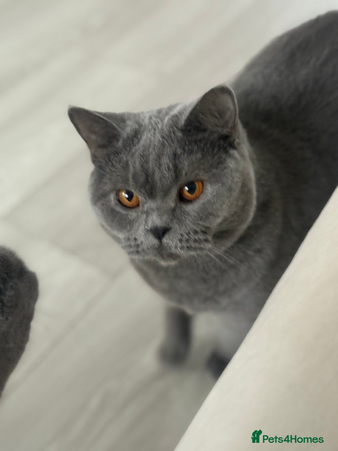 British Shorthair cats for sale: Blue British Shorthair Sisters Sold Together 🌸 - Advert 6