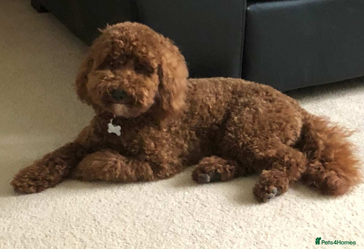 Bernedoodle dogs for sale: Beautiful Bernedoodle girl - Advert 5