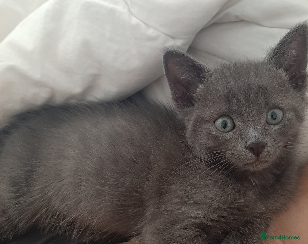 Russian Blue cats for sale: Grey girl 10 weeks - Image 7