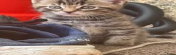 Mixed Breed cats for sale: Kitten in Saint Ives - Advert 7