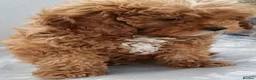 Cavapoo dogs for sale: F1 Cavapoo Puppies Available Now  - Advert 9