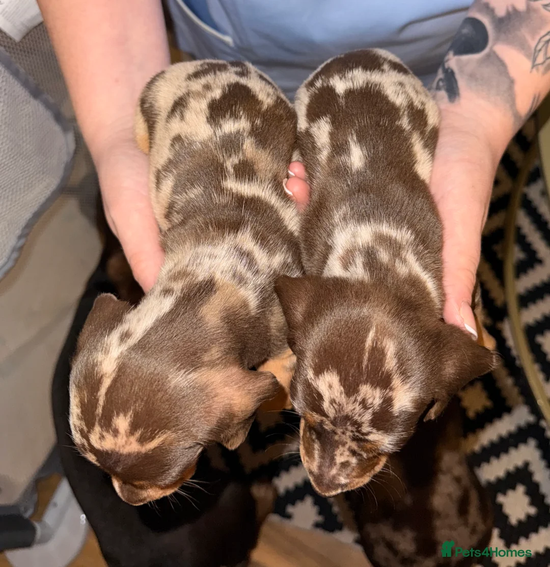Miniature Dachshund dogs for sale: Stunning Mini-Dachshund litter - Advert 12
