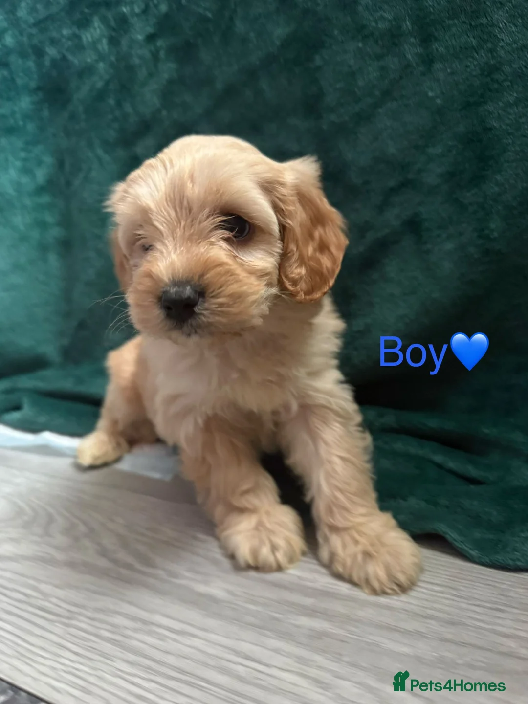 Cockapoo dogs for sale: Adorable puppies - Advert 7
