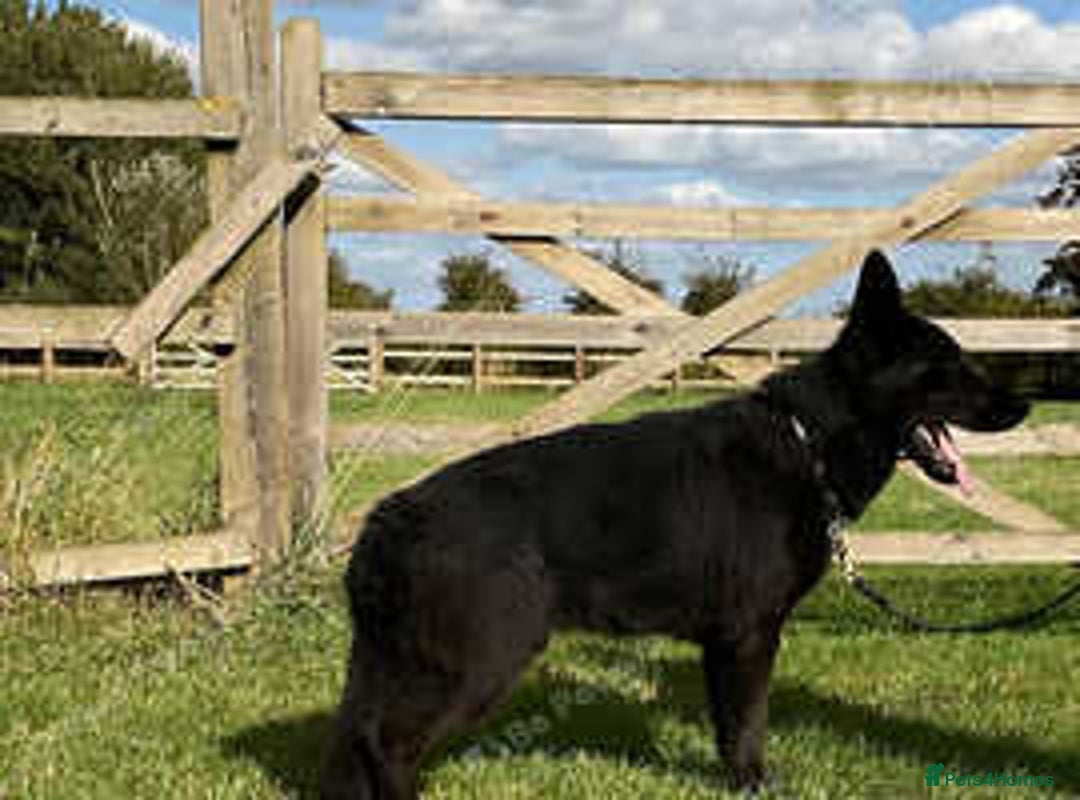 German Shepherd dogs for sale: 2 outstanding males - Advert 9
