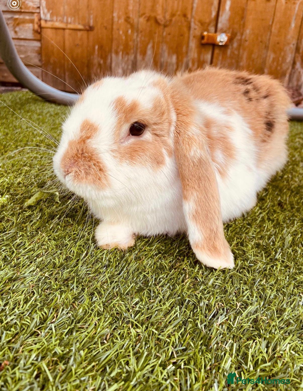 Mixed Breed rabbits for sale: Hopsy the rabbit in Milton Keynes - Advert 2