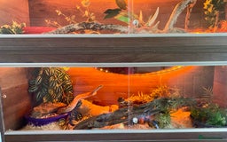 Corn Snake reptiles for sale: Scaless corn snakes  - Image 8