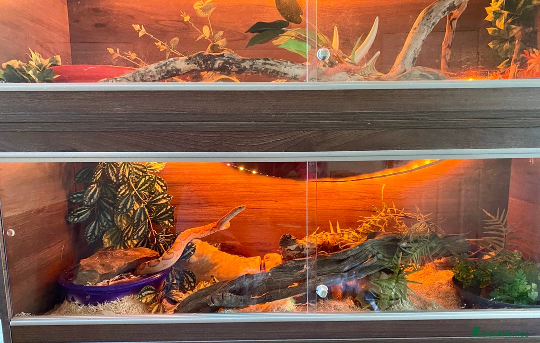 Corn Snake reptiles for sale: Scaless corn snakes  - Image 8