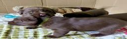 Labrador Retriever dogs for sale: Chocolate Labradors Puppies,Health Tested Parents  - Advert 20
