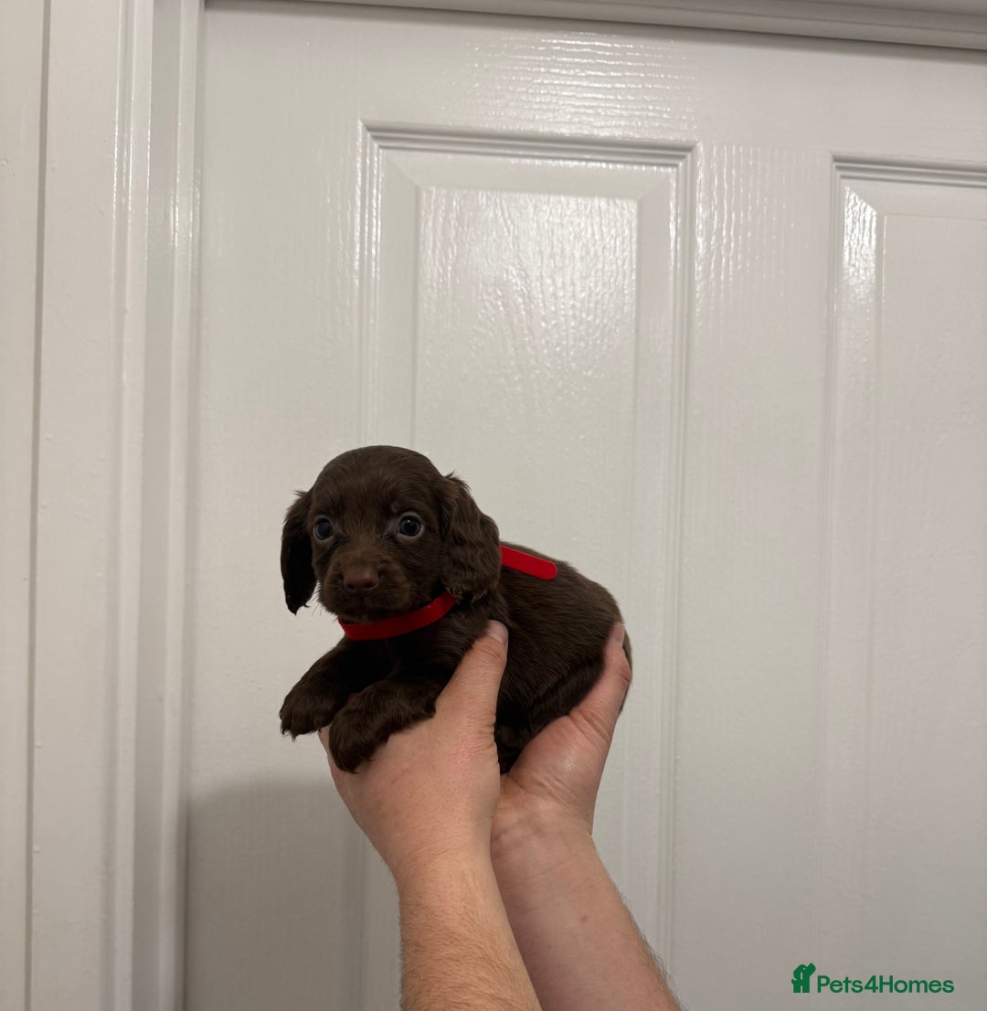 Cocker Spaniel dogs for sale: PEDIGREE COCKER SPANIEL PUPPIES  - Advert 4