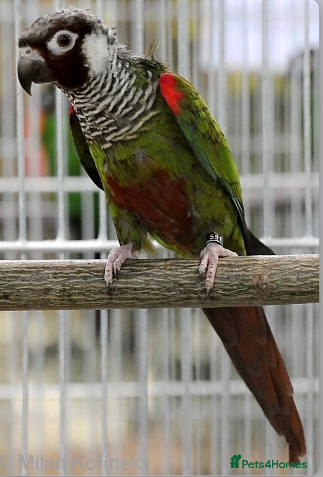 Conures birds Rare grey breasted Conures  - Advert 2