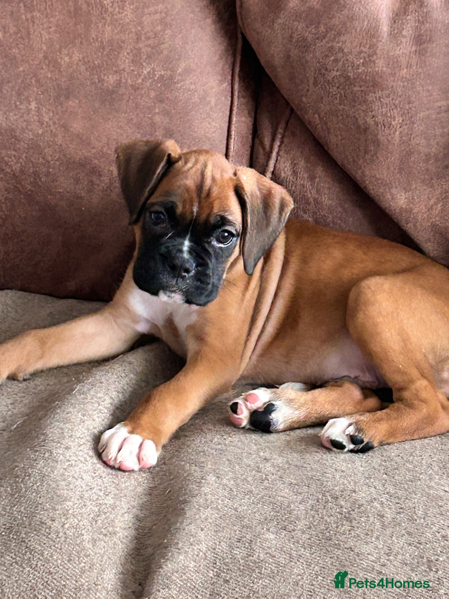 Boxer dogs Last little boy available-READY NOW.  - Advert 2