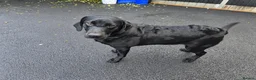Labrador Retriever dogs for sale: Black labrador  in Bedworth - Advert 2