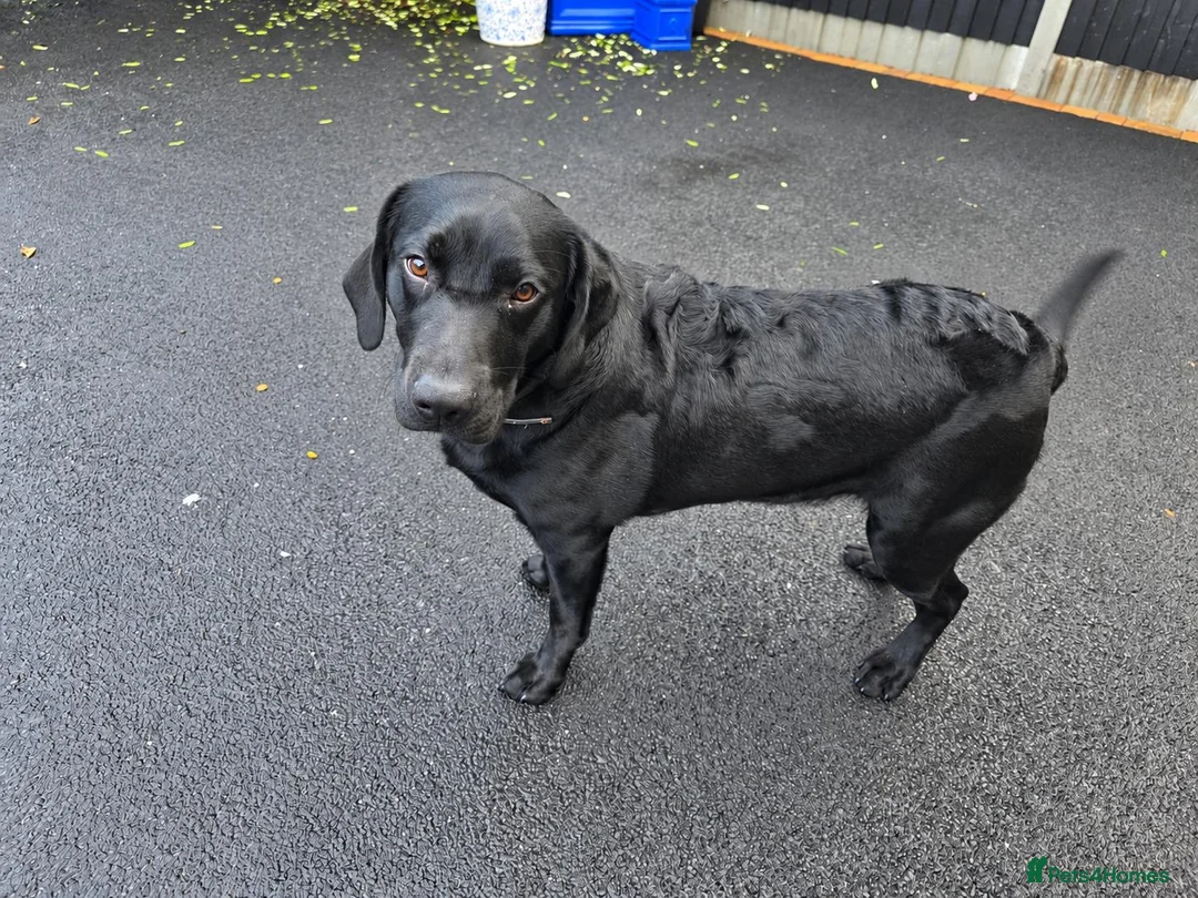 Labrador Retriever dogs for sale: Black labrador  in Bedworth - Advert 2