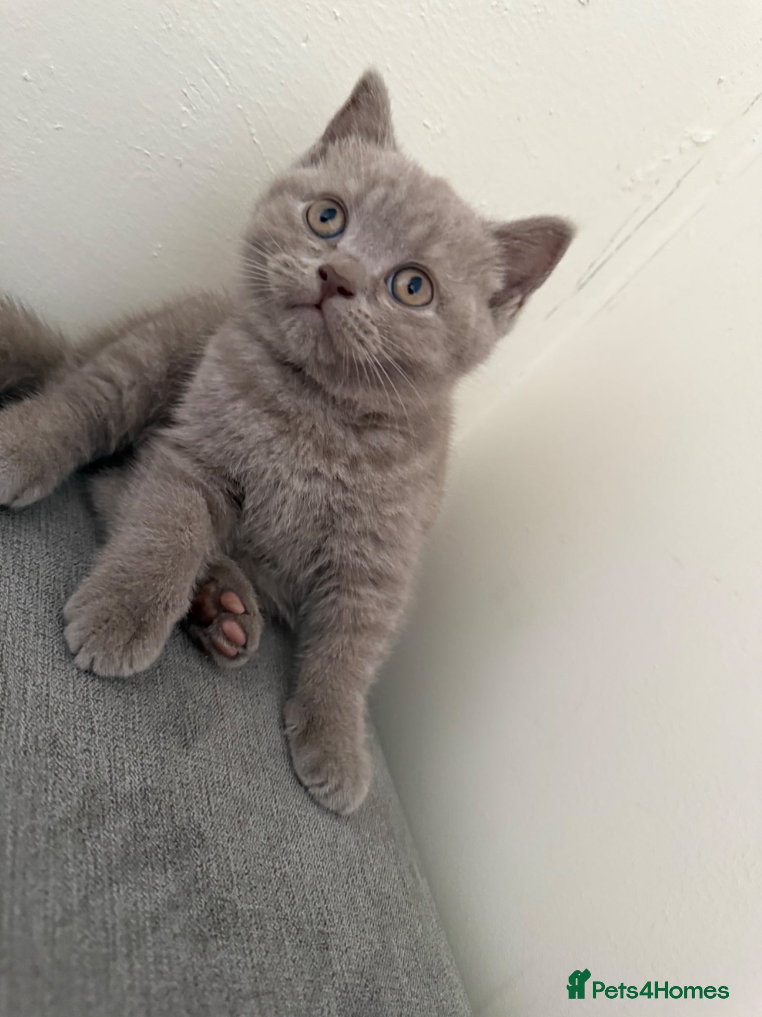 British Shorthair cats British shothair cute kittens  - Advert 1