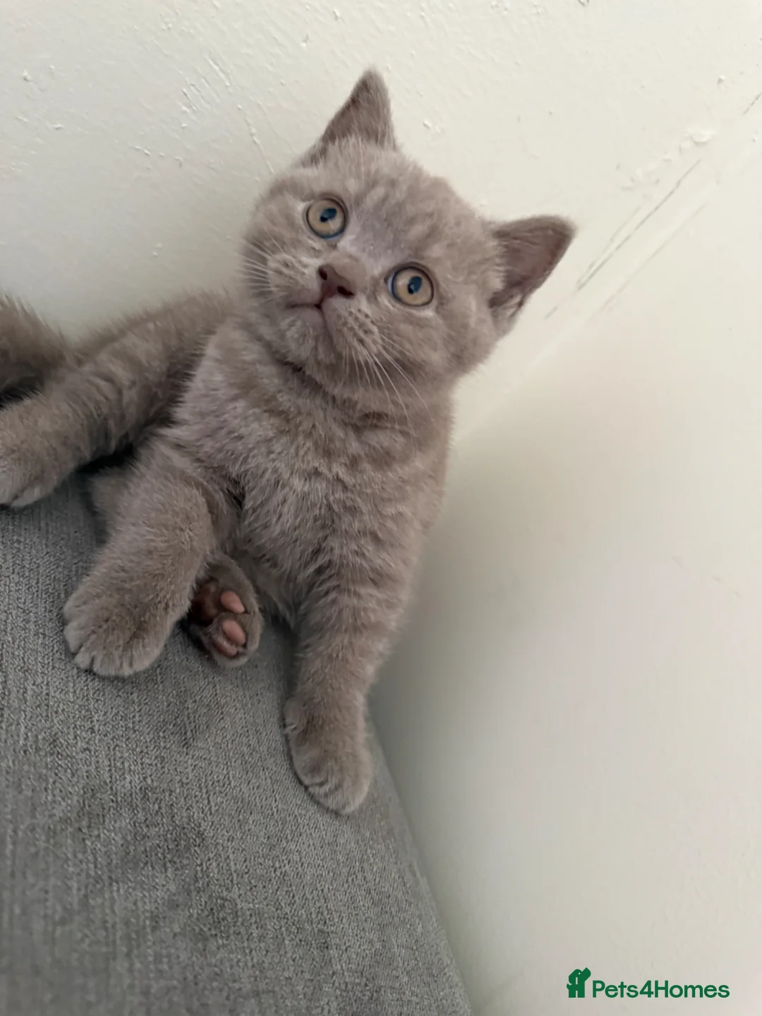 British Shorthair cats for sale: British shothair cute kittens  - Advert 1