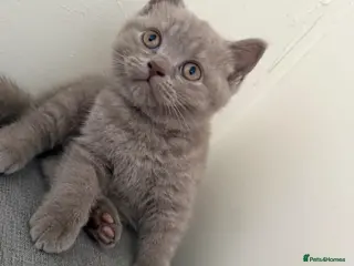 British Shorthair cats British shothair cute kittens - Advert 2