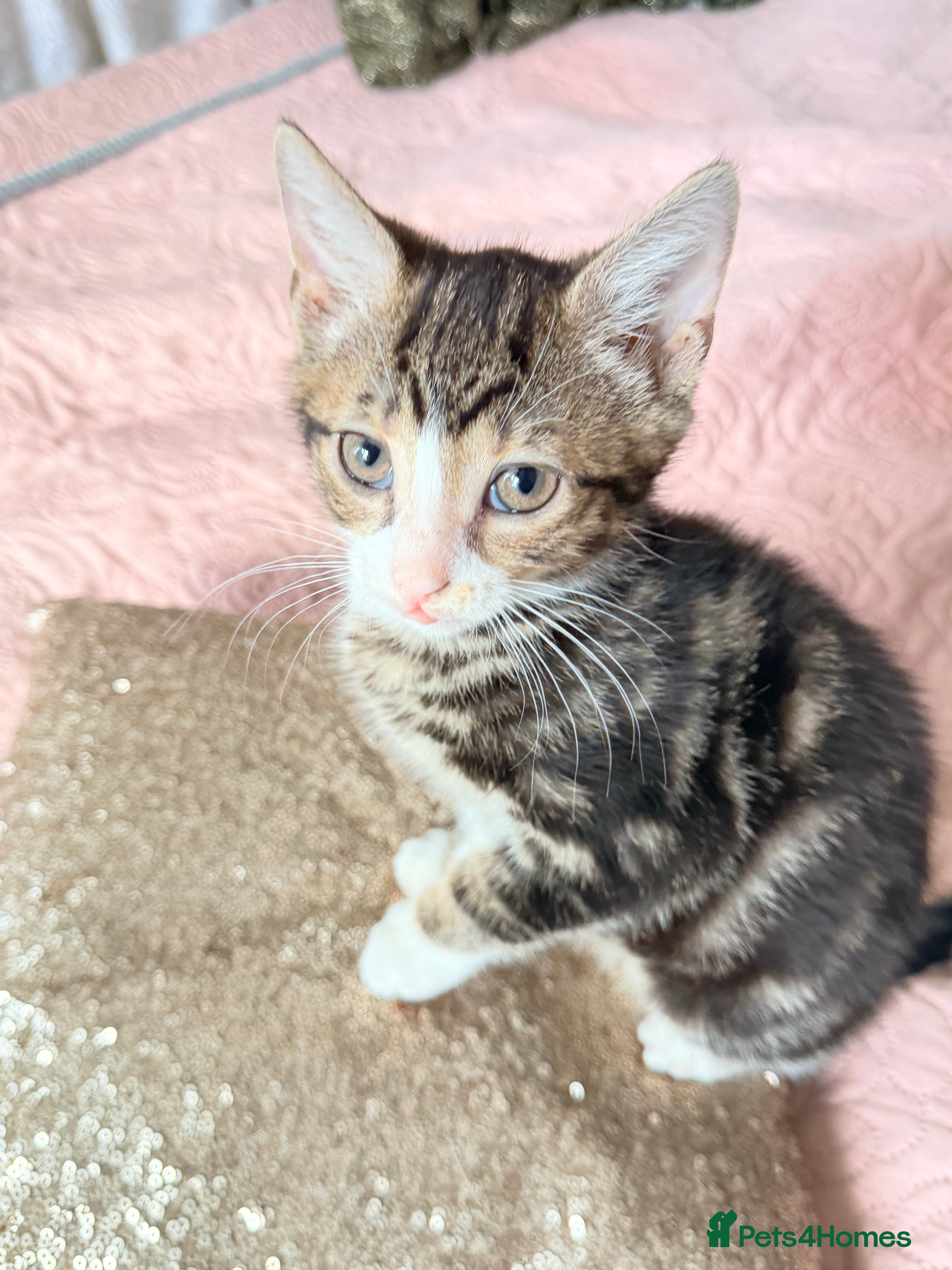 British Shorthair cats Purr-fect  **  Kittens Ready for new home - Advert 1