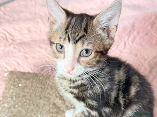 British Shorthair cats Purr-fect ** Kittens Ready for new home - Advert 1