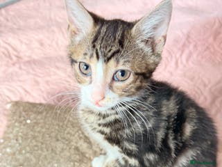 British Shorthair cats Purr-fect ** Kittens Ready for new home - Advert 8