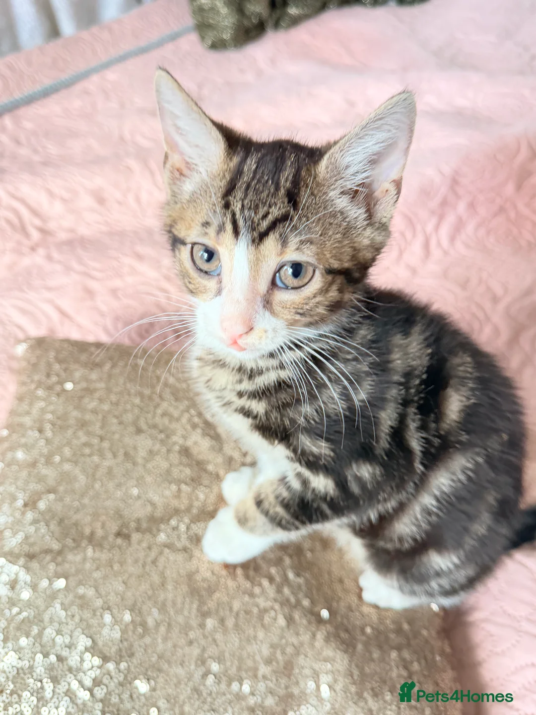 British Shorthair cats for sale: Purr-fect  **  Kittens Ready for new home - Advert 1